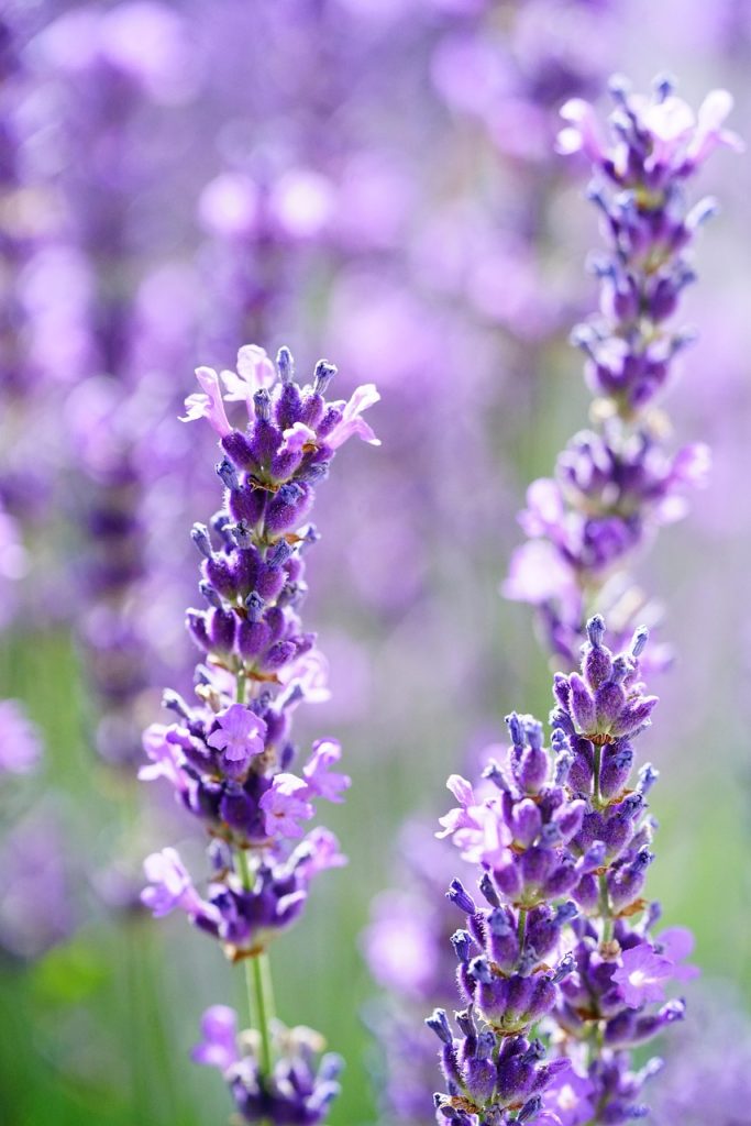 lavender, lavender flowers, blossoms, violet, purple, fragrant plant, lavender, lavender, lavender, lavender, lavender