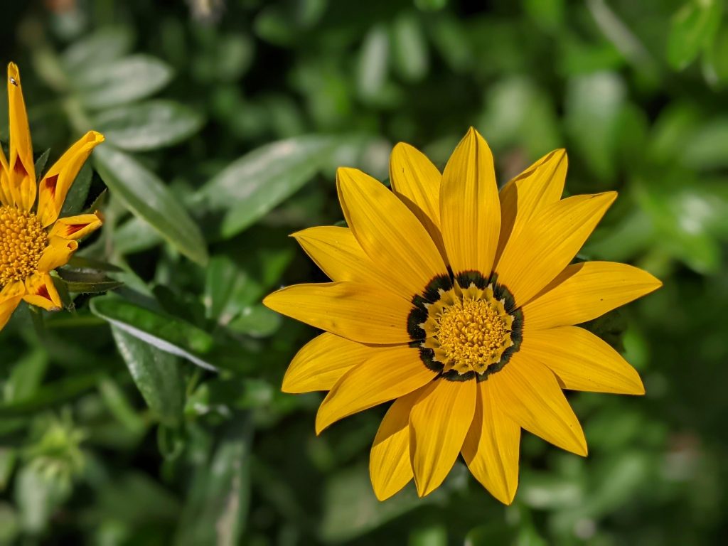 Vibrant yellow flower bloom in Essaouira, Morocco garden, conveying natural beauty.